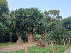 -深圳仙湖植物园