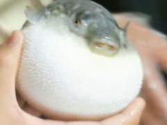 -肆月河豚·新淮扬(金融街店)