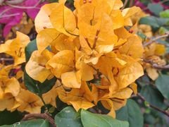 -佛山市中医院(院本部)