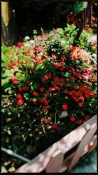 -中谷小南国花园酒店·宴会厅