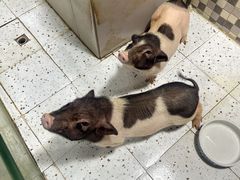 -上海大自然野生昆虫馆(东方明珠·爬宠昆虫探索中心)
