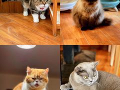 -喵园·猫主题咖啡厅·撸猫·猫咖(国贸店)