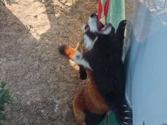 -辛玛王国游乐园