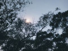 -梧桐山风景名胜区