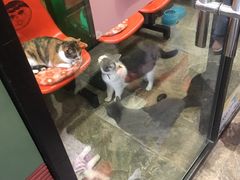 -猫咪博物馆(顶澳仔猫街店)