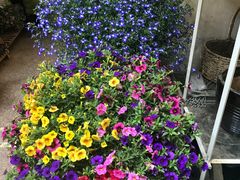 -双季花艺园艺市场(浦东店)
