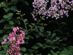 -叶家花园