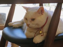 -有猫主题·治愈系猫咖(曾厝垵店)