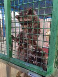 -萌宠亲子动物乐园(槐房万达店)