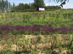 -北纬44度·金珠花海休闲农业旅游景区