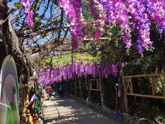 -呀路古热带植物园