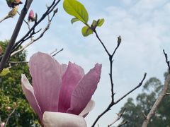 -广州神农草堂中医药博物馆