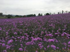 -紫颐香薰山谷景区