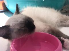 -龟与熊猫宠物公园(南坪店)