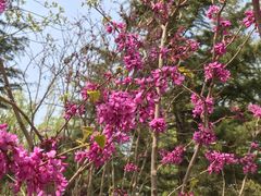 -大兴滨河森林公园