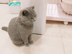 -藏猫猫咖啡主题馆(中央大道店)