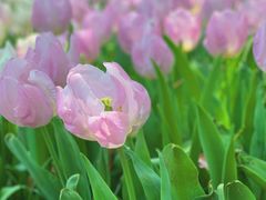 -上海鲜花港