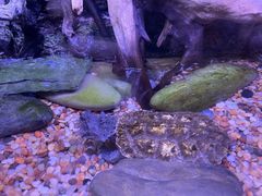 -上海海洋水族馆