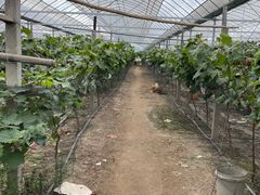 -马陆小张葡萄园农家乐