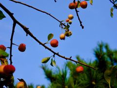 -永定河休闲森林公园