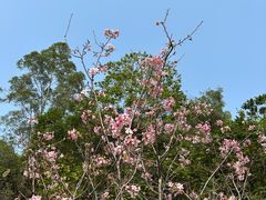 -火炉山森林公园