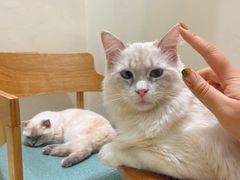 -藏猫猫咖啡主题馆(中央大道店)