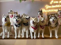 -Husky Go! 哈士奇体验馆·宠物咖啡厅狗咖