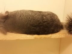 android_upload_pic-龙猫仔乐园(惠福东路店)