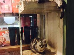 -猫咪博物馆(顶澳仔猫街店)