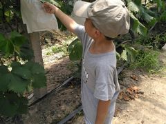 -马陆小张葡萄园农家乐