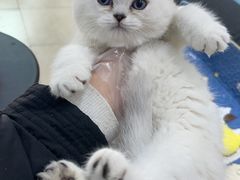 -老吴的猫·猫舍(新区店)