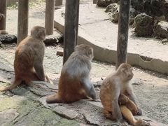 -成都动物园