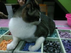 -瓦匠工社·马赛克·积木拼图·亲子手工DIY