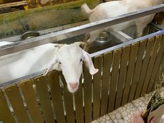 -上海大自然野生昆虫馆(东方明珠·爬宠昆虫探索中心)