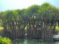 -中国科学院西双版纳热带植物园