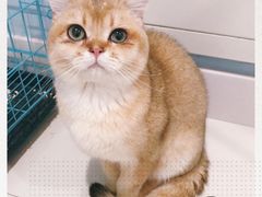 -爱妮康宠物医院·干细胞免疫细胞·肿瘤·心脏(张江店)