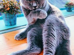 -猫小院猫主题咖啡厅(北锣店)