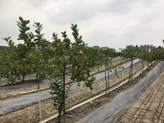 -迪茵湖田家舍生态农场