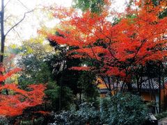 -灵隐飞来峰景区