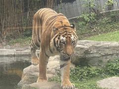 -深圳野生动物园