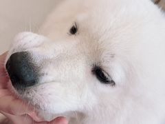 -共舞时光猫咖·狗咖(新街口店)