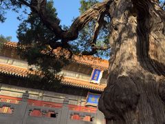 -北京国子监胡同