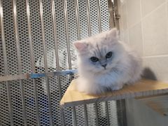 -1013 PET SHOP 宠物商店(近铁城市广场店)