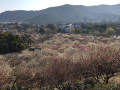 -香雪海