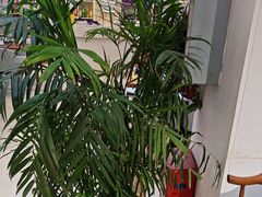 -元银甲·湖北地标美食(汉阳店)