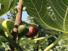 -武汉世外桃源农庄