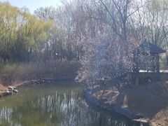 -大兴滨河森林公园