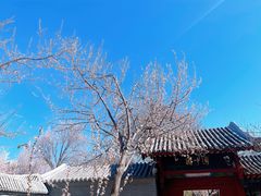 -桃花堤公园