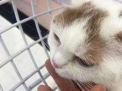 -飞行喵MR PILOT|猫舍·猫咖(静安大融城店)