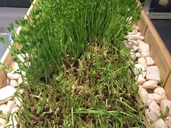 -夫妻肺片·中华老字号·正宗川菜(春熙路店)
